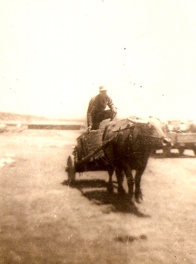 Riding an Oxcart