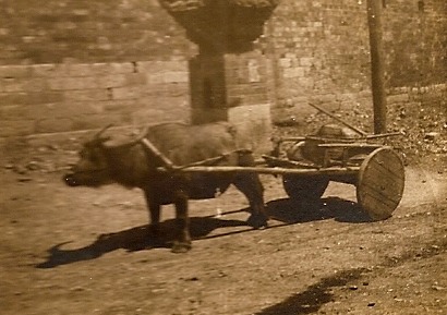 Ox and Cart